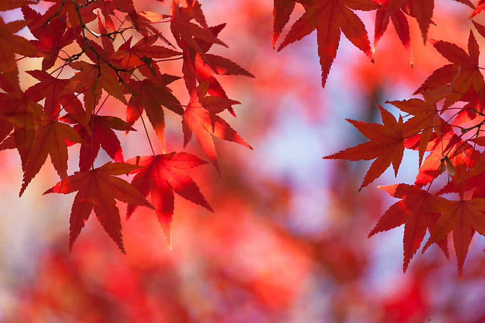 吉備中央町ふるさと夢体験バスツアーの画像