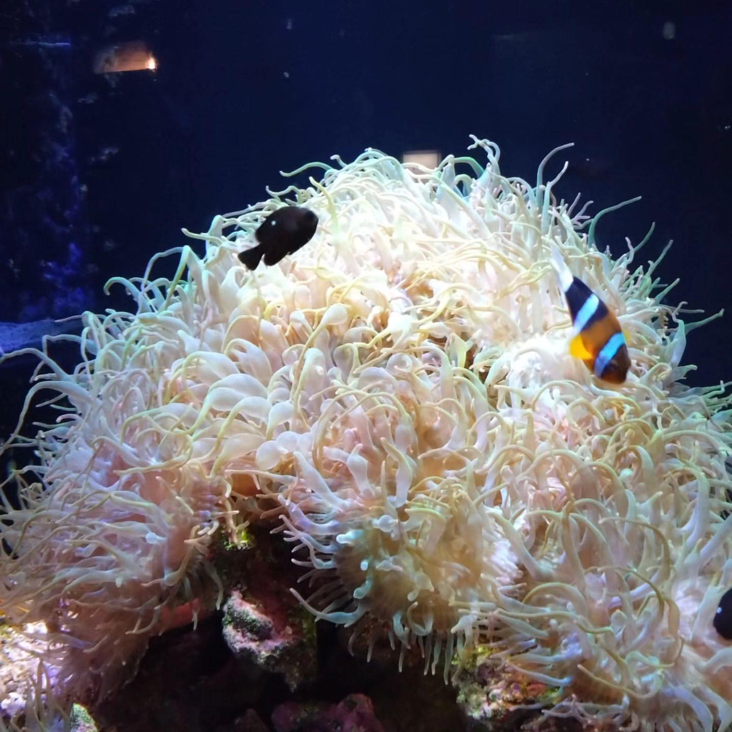 四国：女性消防隊親子旅行の画像